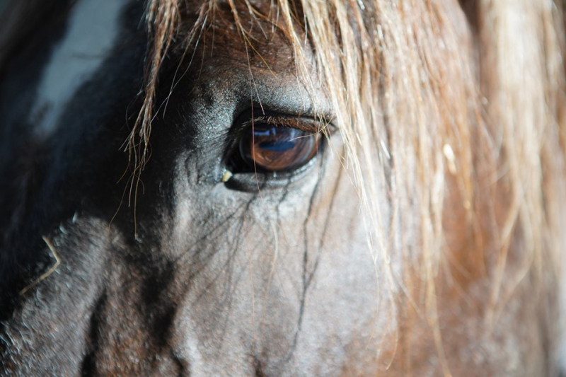 Institut Droit Equin - 87