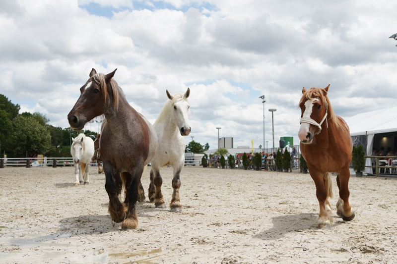 BP Agricole Travaux de Production Animale - Orientation Activités Équestres