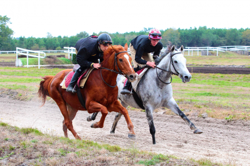 CAP Agricole - Lad Cavalier d'Entrainement