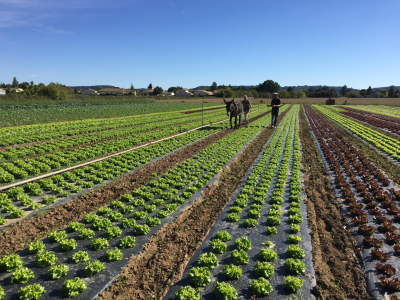 BPREA / H Brevet Professionnel Responsable d'Entreprise Agricole / Hippique