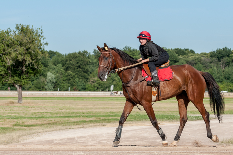 Cavalier(e) d'entrainement /  Lad