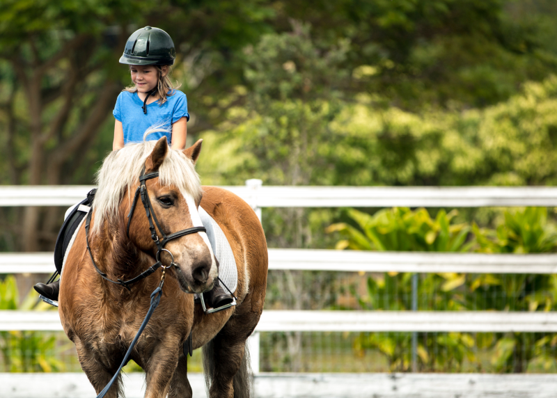 Animateur Équitation